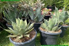 IMG-20240608-WA0009_WM