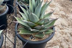 IMG-20240608-WA0010_WM