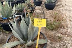 IMG-20240608-WA0024_WM