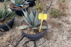 IMG-20240608-WA0026_WM