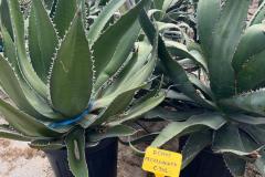 IMG-20240608-WA0030_WM