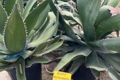 IMG-20240608-WA0032_WM