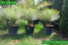 IMG-20240608-WA0035_WM