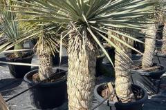 IMG-20240608-WA0038_WM