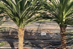 IMG-20240608-WA0040_WM
