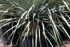 IMG-20240608-WA0041_WM