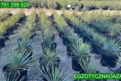 IMG-20240608-WA0042_WM