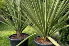 IMG-20240608-WA0043_WM