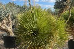IMG-20240608-WA0046_WM