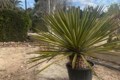 IMG-20240608-WA0048_WM