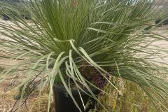IMG-20240608-WA0049_WM