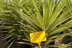 IMG-20240608-WA0050_WM