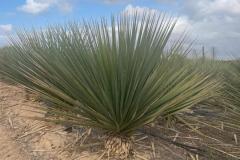 IMG-20240608-WA0051_WM