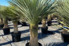 IMG-20240608-WA0054_WM
