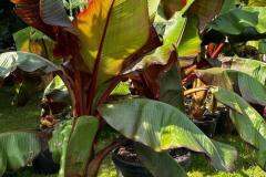 IMG-20240609-WA0004_WM