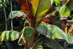 IMG-20240609-WA0005_WM
