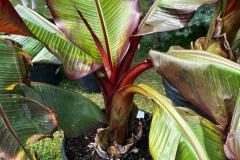 IMG-20240609-WA0007_WM