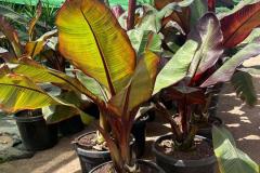 IMG-20240609-WA0011_WM