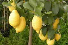 IMG-20240609-WA0013_WM