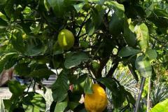 IMG-20240609-WA0015_WM