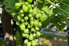 IMG-20240609-WA0016_WM