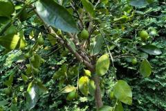 IMG-20240609-WA0017_WM