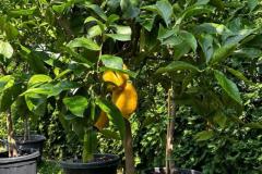 IMG-20240609-WA0019_WM