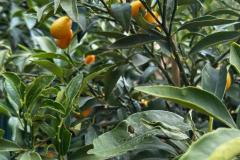 IMG-20240609-WA0020_WM