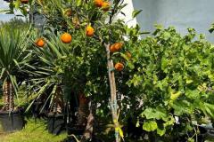 IMG-20240609-WA0021_WM