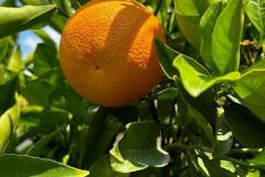 IMG-20240609-WA0022_WM