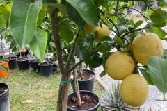 IMG-20240609-WA0028_WM