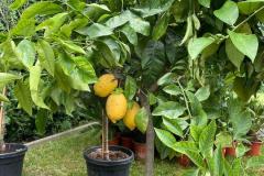IMG-20240609-WA0029_WM