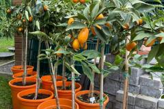 IMG-20240609-WA0031_WM