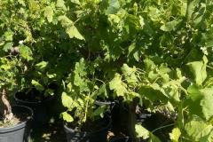 IMG-20240609-WA0032_WM