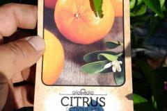 IMG-20240609-WA0036_WM