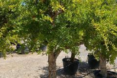 IMG-20240609-WA0038_WM