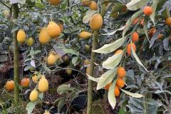 IMG-20240609-WA0040_WM