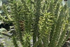 IMG-20240609-WA0042_WM