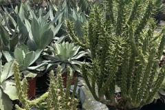 IMG-20240609-WA0043_WM
