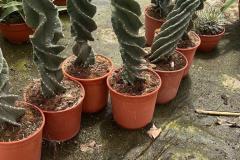 IMG-20240609-WA0044_WM
