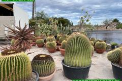 IMG-20240609-WA0048_WM