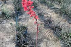 IMG-20240609-WA0050_WM
