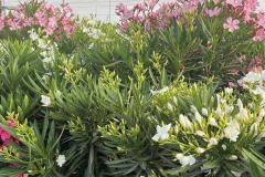 IMG-20240609-WA0052_WM