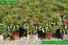IMG-20240609-WA0056_WM