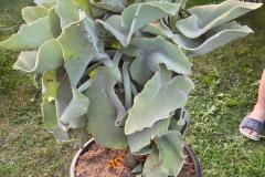 IMG-20240609-WA0059_WM