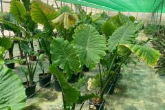 IMG-20240609-WA0060_WM