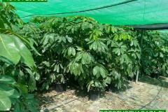 IMG-20240609-WA0061_WM