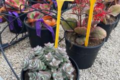 IMG-20240609-WA0062_WM
