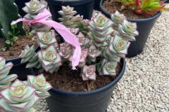 IMG-20240609-WA0063_WM
