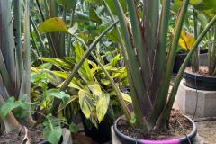 IMG-20240609-WA0074_WM